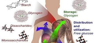 بیماری ذخیره گلیکوژن Glycogen Storage Disease (GSD)