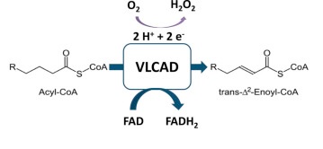 نقص آنزیم آسیل کوآ دهیدروژناز زنجیره بسیار بلند (Very long-chain acyl-CoA dehydrogenase deficiency, VLCAD)