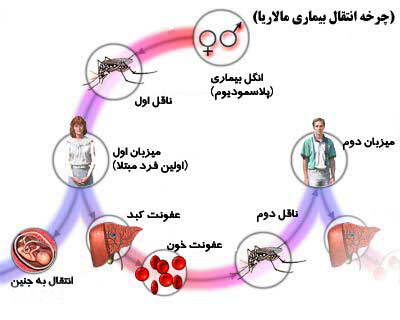 روش های تشخیص آزمایشگاهی مالاریا